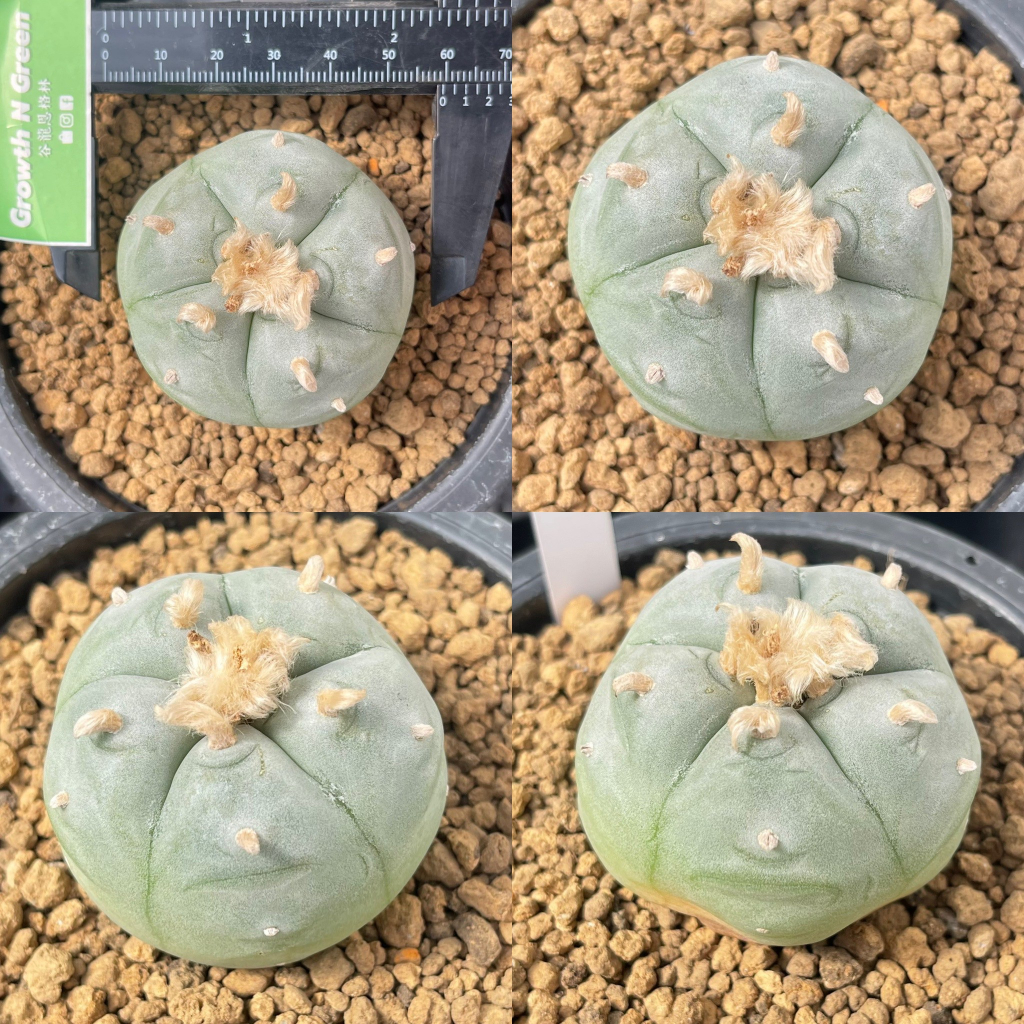 โลโฟโฟร่า-วิลเลี่ยม-เพนตะโกน่า-lophophora-williamsii-pentagona-ไม้เมล็ด-หน้าสวย-สายเลือดญี่ปุ่น