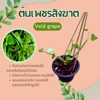 ต้นเพชรสังฆาต ตำลึงทอง สมุนไพรไทย Veld grape