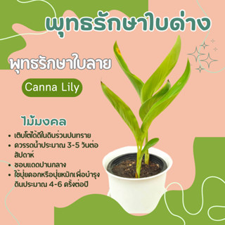 พุทธรักษาใบลาย พุทธรักษาใบด่าง Canna Lily ไม้มงคล