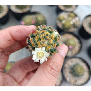 แมมขนนกเหลือง คละสีดอก Mammillaria Schiedeana