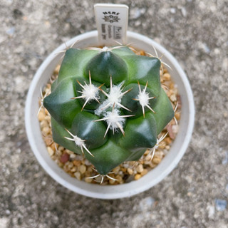 แคคตัส ช้าง Coryphantha bumamma green  ไม้เมล็ด ส่งแบบถอดกระถาง