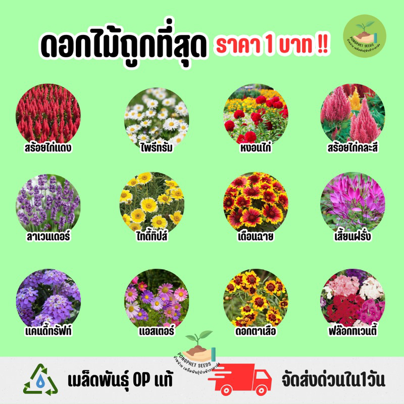 ราคาถูกที่สุด-เมล็ดพันธุ์ดอกไม้ประดับ