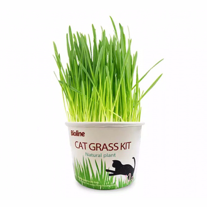 bioline-cat-grass-kit-ชุดปลูกต้นอ่อนข้าวสาลี-ชุดกระปุกหญ้าแมวพร้อมปลูก