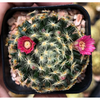 ดอกแดงขนทองก้านเข้ม น่าสะสมมากเลยค่า🌸❤️😳 🌺🌺🌺Mammillaria schiedeana แมมขนนกเหลือง ❤️