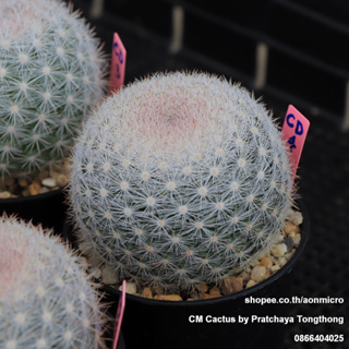 แมม แคนดิด้า Mammillaria candida ในกระถาง 3 นิ้ว ส่งทั้งกระถาง ไม้ชุด 22 กันยายน 66