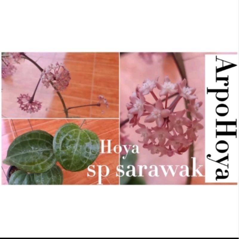 hoya-sp-sarawak-ใบใหญ่-ๆ-ใบแน่น-ๆ