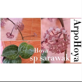 hoya sp sarawak ใบใหญ่ ๆ ใบแน่น ๆ