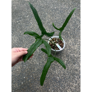 ส่งต้นในภาพ ตรงปก 📍philodendron holtonianum ไม้ rare item ฟิโลไม้กางเขน ฟิโลเดนดรอน ฟิโลกางเขน รากแข็งแรง