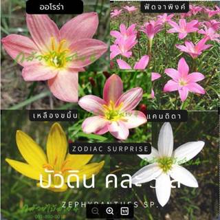 บัวดิน คละ5สี หลากหลายสายพันธุ์ 10 หัว