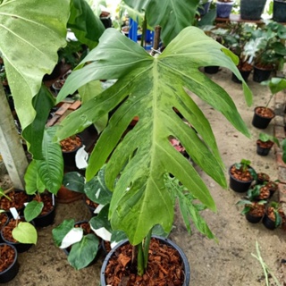 ❤️ (18/10/66) Philodendron Radiatum Variegated 🌱 ฟิโลเดนดรอนมะละกอเลื้อยด่าง ด่างสวย 🌱 ไม้ด่าง ไม้ฟอกอากาศ 🌱 [PRT]