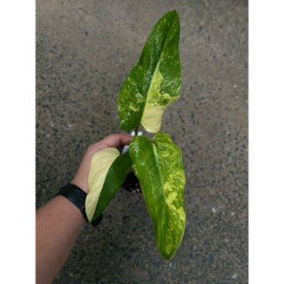 philodendron domesticum var philo domes  โดเมส domes ฟิโลเดนดรอน โดเมสติค โดเมสติก