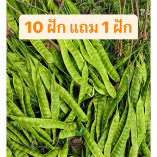 ราคาและรีวิวสะตอ (10 แถม 1) เสียหายเคลมได้ สะตอข้าว สะตอปักษ์ใต้ สะตอสวยๆ อ่านรายละเอียดก่อนสั่งนะคะ