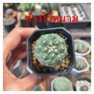 ช้างไร้หนาม ช้างแคคตัส โคลนมะระ กระบองเพชร ส่งถอดกระถาง🌵🌵