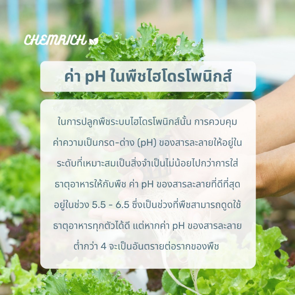 1000ml-ph-up-น้ำยาเพิ่มค่า-ph-สูตรเข้มข้น-concentrated-buffering-solution-base-for-ph-stability-chemrich