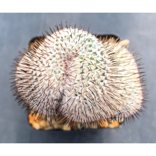 [พร้อมส่ง]🌵 แคคตัส แมมคริส เปเรส หนามตรง perezdelarosae subs. andersoniana f.cristata cactus ไม้กราฟ จำนวน 1 ต้น