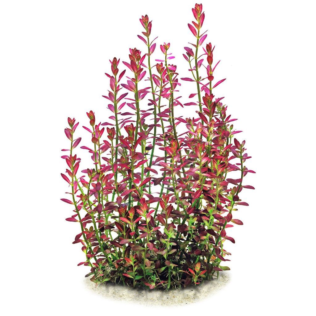 apc-rotala-florida-sunset-ramosior-โรทาล่าฟลอริด้าซันเซ็ท-ไม้น้ำ-aquatic-plants-lc628