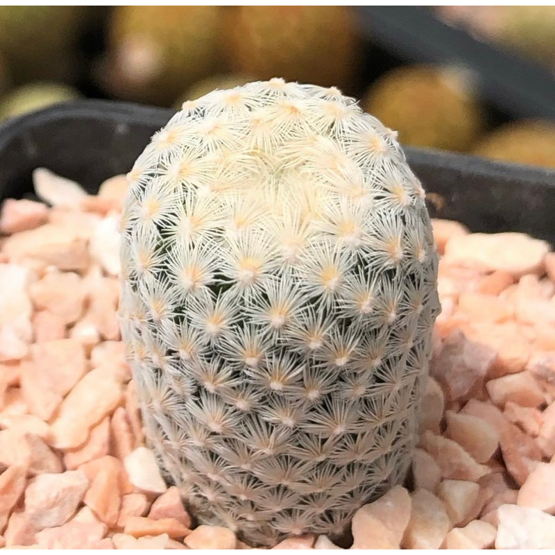 เป็นไม้ที่ทำยากโตช้ามากๆนะคะ-mammillaria-egregia-ฟอร์มขนสวยขาวแน่น-ลักษณะขนคล้ายherrerae