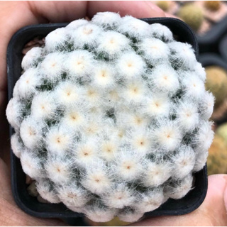 🕊🕊จุดส้มโดดเด่น ขนร่มหุบสวยละมุน สวยเกินต้านน่ารักเกินห้ามใจ💖💖 💗💗☁️☁️Mammillaria Plumosa ☁️☁️ลูกไม้ขนร่มญี่ปุ่น