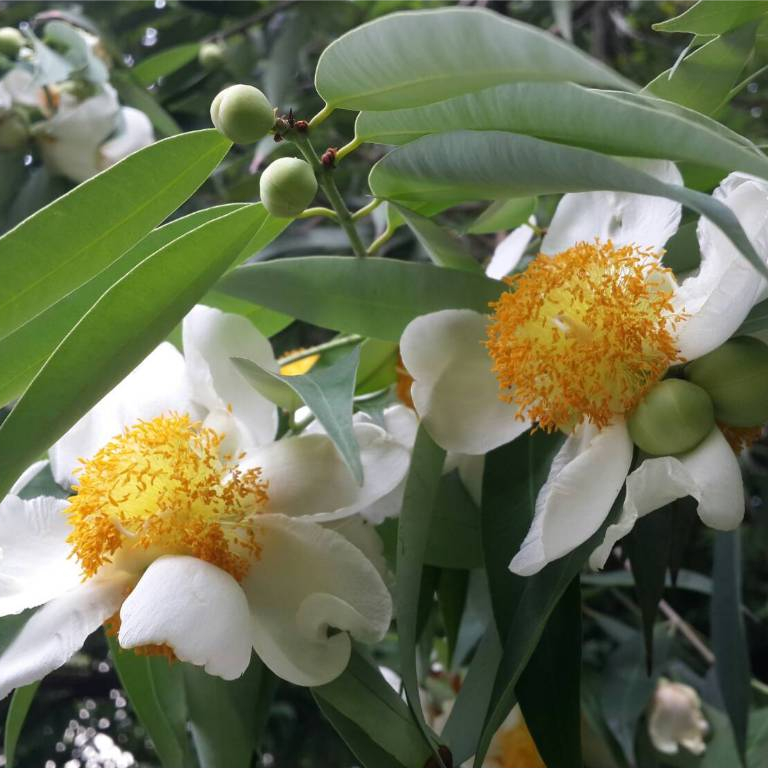 ต้นบุนนาค-บุนนาคดอกสีขาว