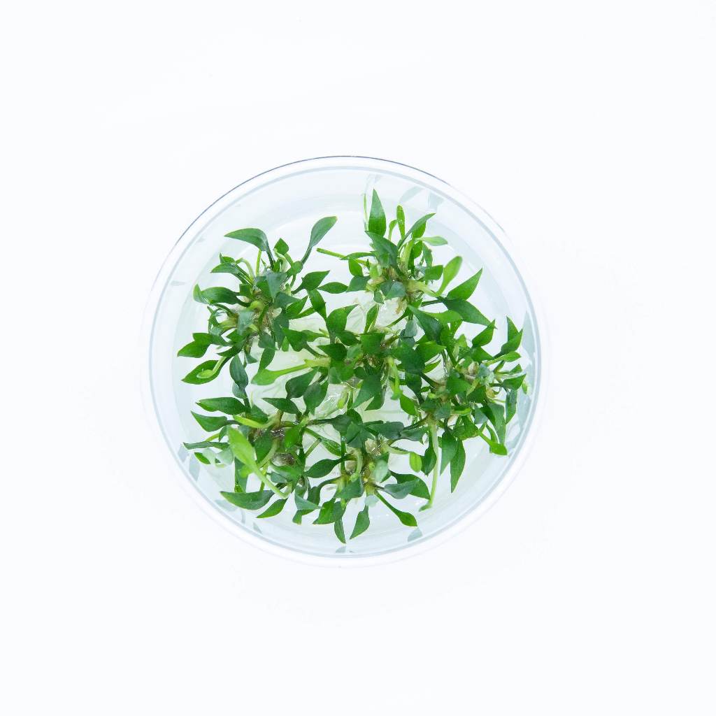 apc-cryptocoryne-lutea-คริปลูเทีย-ไม้น้ำ-aquatic-plants-lc996