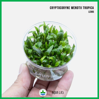 [APC] Cryptocoryne wendtii tropica (คริปทรอปปิคา) [ไม้น้ำ - Aquatic Plants] LC995