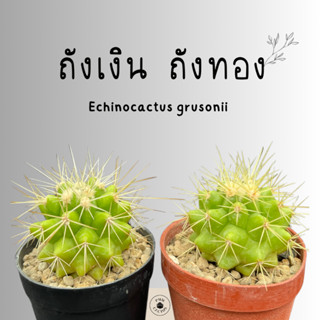 แคคตัส ถังเงิน ถังทอง ไม้เพาะเมล็ด [Echinocactus grusonii]