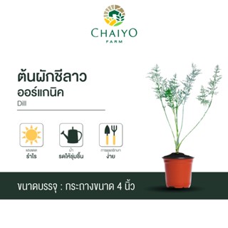 ต้นผักชีลาว ออร์แกนิค Organic  Dill กระถาง 4 นิ้ว