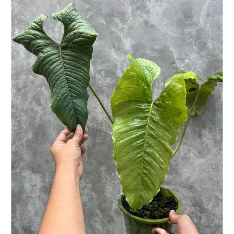 Anthurium ivanportillae  | Shopee Thailand