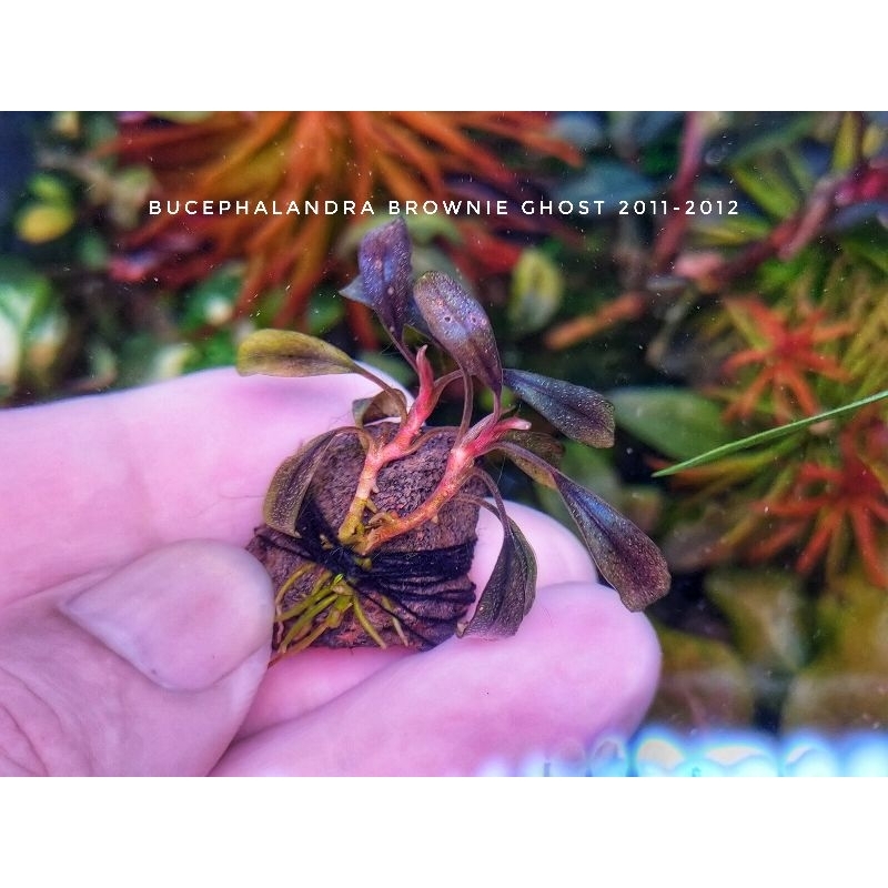👻💯bucephalandra brownie ghost 2011-2012/ 2015 / 2016 / 2017 ใบ