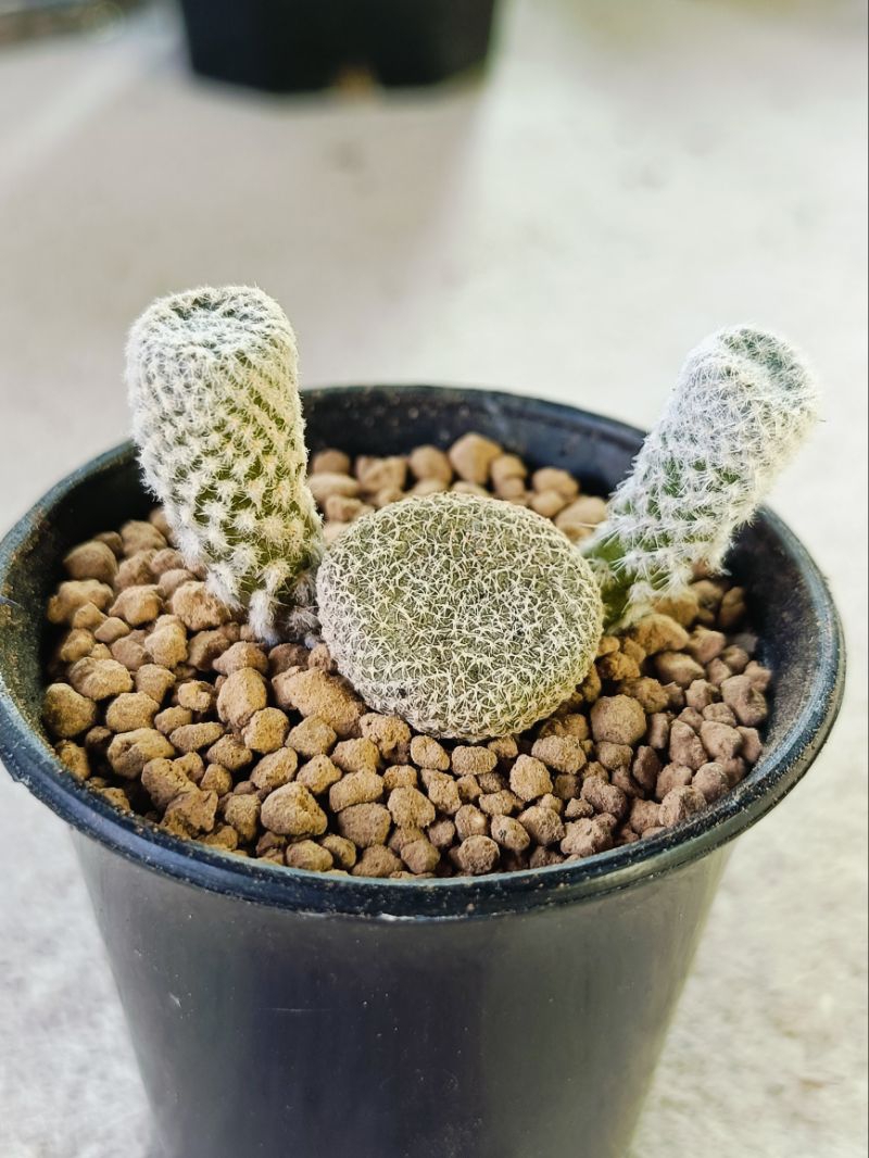 puna clavarioides พูน่า ไม้สะสม สวยแปลก | Shopee Thailand