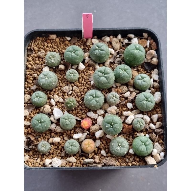 โลโฟวิลเลี่ยม Lopho williamsii texana | Shopee Thailand