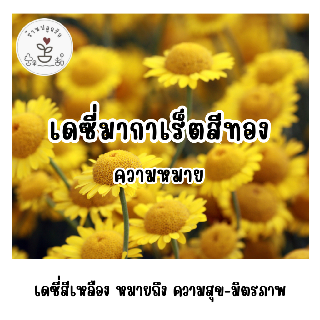 LXG : เมล็ดพันธุ์ ดอกเดซี่มากาเร็ตสีทอง (Golden Marguerite) 200 เมล็ด ...