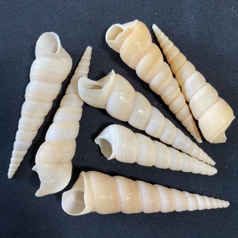 กรวยสีน้ำตาล DA CHANG DING Brown cone conch 4-6cm 50gสำหรับตกแต่งบ้าน ...