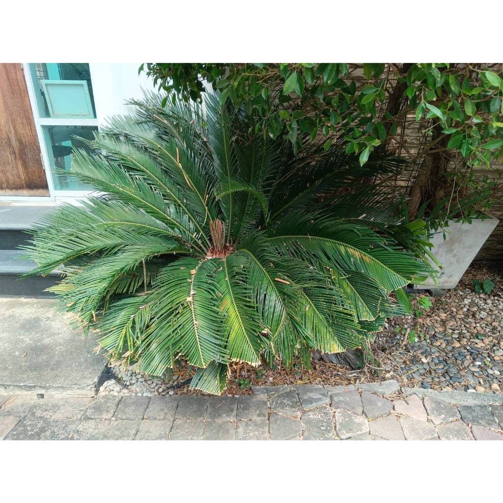 ต้น ปรงญี่ปุ่น Sago palm พร้อมปลูกในถุงดำ 59 บาท ปรง Cycad | Shopee ...