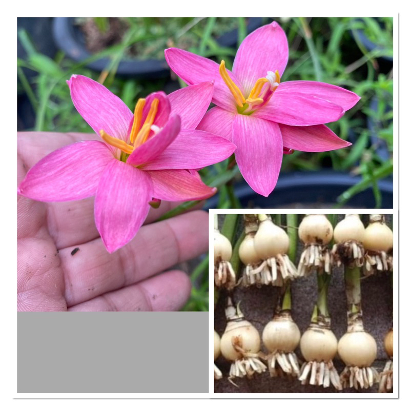 565.006 หัวดอกบัวดิน Pink Crowntail หัวละ 80 บาท | Shopee Thailand