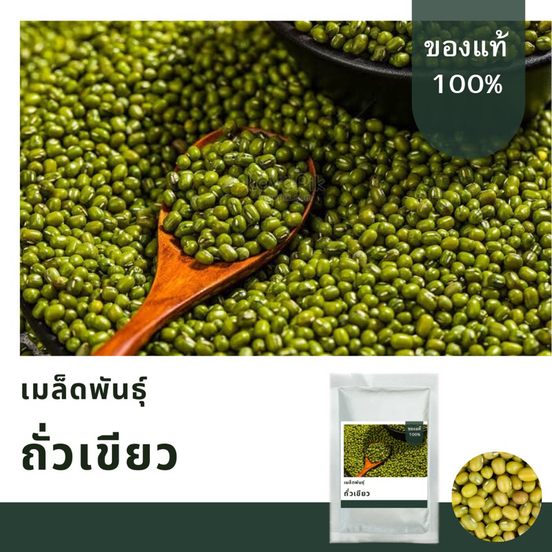 เมล็ดพันธุ์ถั่วเขียว บรรจุ 300 เมล็ด📌เมล็ดพันธุ์ใหม่ คัดพิเศษ | Shopee ...
