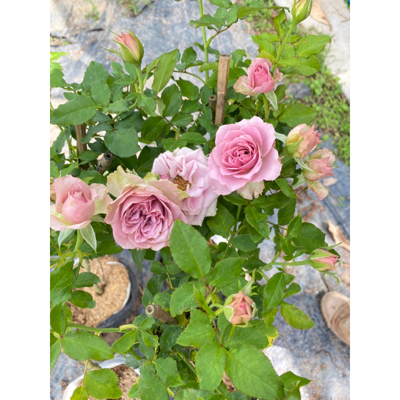 flower-garden-f611-กุหลาบ-มินิ-ทรีโรส-มงมาร์ต-montmartre-ส่งต้นติดดอก-สูงประมาณ-70-ซม