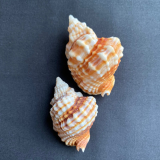เปลือกหอย เปลือกหอยสังข์บิด conch collectibles 4-6cm niu
