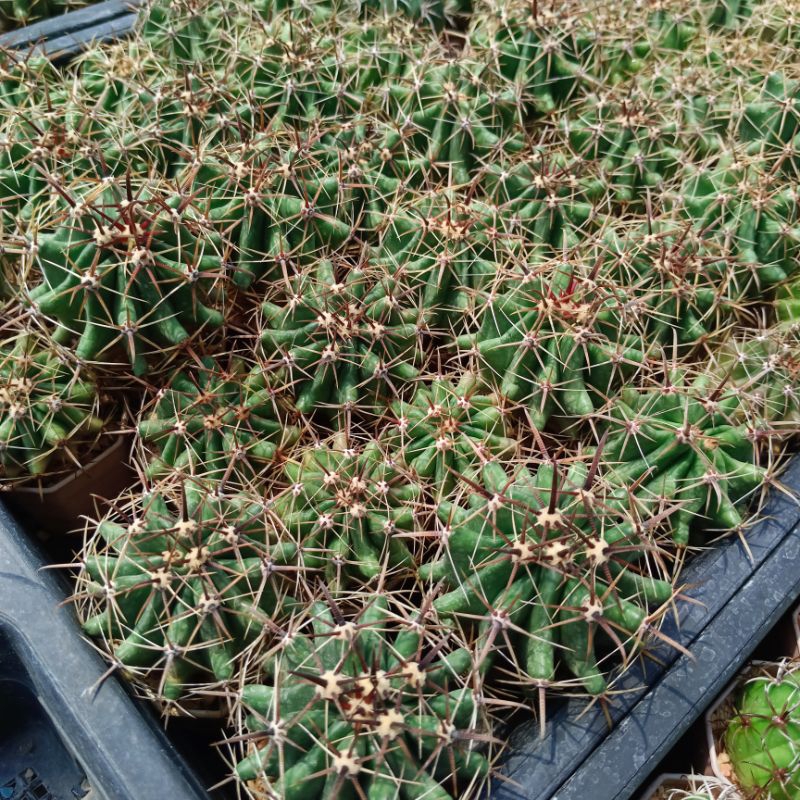 แคคตัส-กระบองเพชร-เฟอโรแคคตัส-ferocactus