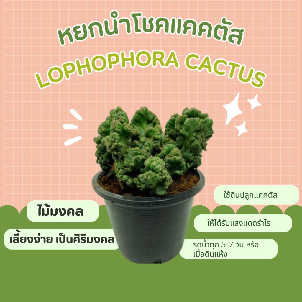 กระบองเพชร-หยกนำโชค-หยกนำโชคแคคตัส-lophophora-cactus