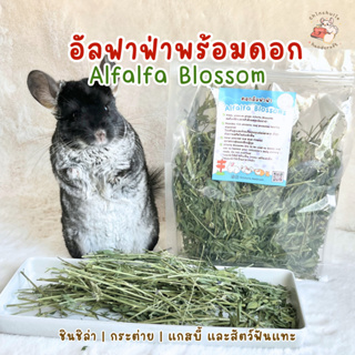 Chinchulie | อัลฟาฟ่าพร้อมดอก หญ้าอัลฟาฟ่า ดอกอัลฟาฟ่า ชินชิล่า กระต่าย แกสบี้ สัตว์เล็ก สัตว์ฟันแทะ