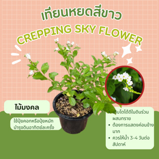 ต้นเทียนหยด เทียนหยดสีขาว Sky flower, Golden dew drop, Pigeon berry, Duranta ช่อม่วง เครือออน พวงม่วง