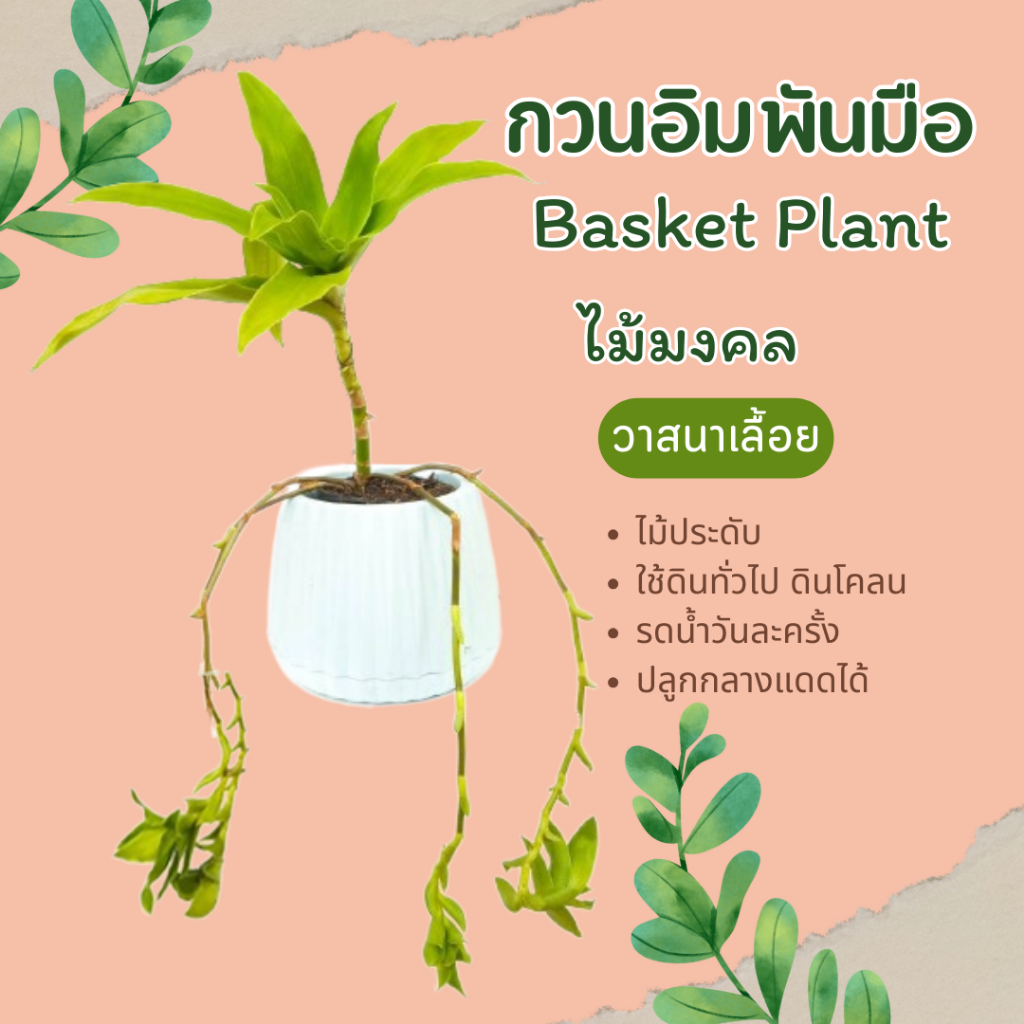 วาสนาเลื้อย-กวนอิมพันมือ-วาสนาพาโชค-ไม้มงคล-ไม้ประดับ-basket-plant