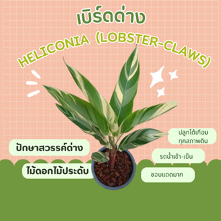 เบิร์ดด่าง ต้นปักษาสวรรค์ด่าง heliconia (Lobster-claws)