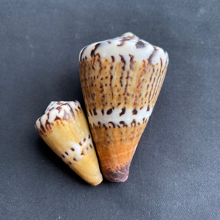 Captain Cone Conch หอยสังข์หายาก3-4cm chuan zhang