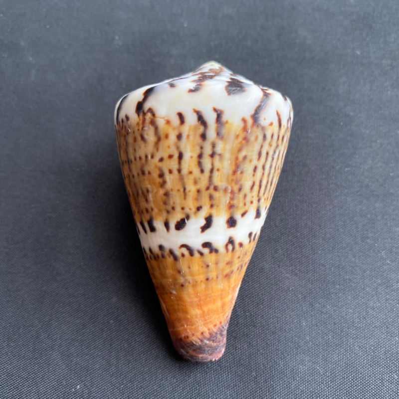 captain-cone-conch-หอยสังข์หายาก3-4cm-chuan-zhang