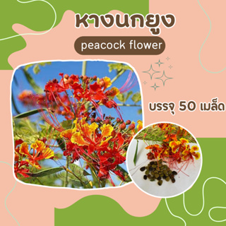 เมล็ดหางนกยูง  50 เมล็ด ไม้ดอกไม้ประดับ ไม้ยืนต้น peacock flower