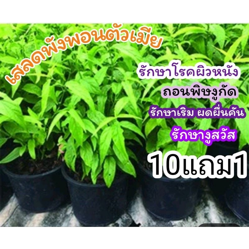 ต้นเสลดพังพอนตัวเมีย พญายอ ต้นไม้สมุนไพรไทย รักษา ผักสวนครัว ตำรับยาไทย จัดสวนแต่งบ้าน ดิน ปุ๋ย เมล็ดพืช กระถาง ต้นกล้า