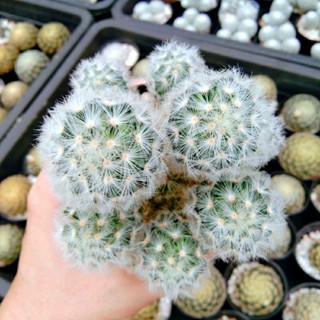 คามิเน่ฟอร์มกอ  ใหญ่ๆ คามิเน่ขาว Mammillaria carmenae แคคตัส  จัดส่งทั้งกระถาง