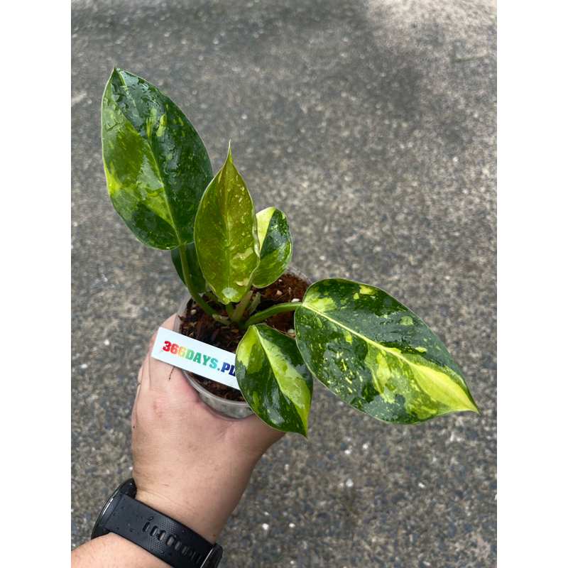 กรีนคองโก-ฟิโลกรีนคองโกไฮบริด-philodendron-green-congo-hybrid-var